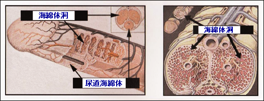 �u�N���ɂ�����A�s�C�ȑ̂̕ω�